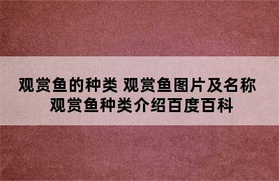 观赏鱼的种类 观赏鱼图片及名称  观赏鱼种类介绍百度百科